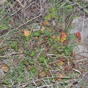 Geranium solanderi at Gordon, ACT - 26 Jul 2015