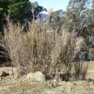 Arundo donax (Spanish Reed, Giant Reed) at O'Connor, ACT - 27 Jul 2015 by RWPurdie