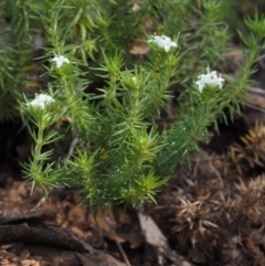 Asperula scoparia (Prickly Woodruff) at Cotter River, ACT - 4 Nov 2014 by KenT