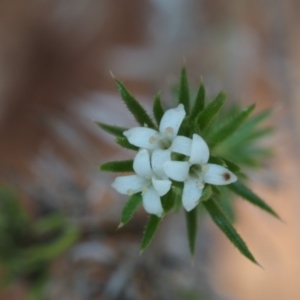 Asperula scoparia at Cotter River, ACT - 4 Nov 2014 08:54 AM