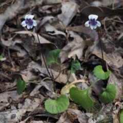 Viola hederacea (Ivy-leaved Violet) at Cotter River, ACT - 4 Nov 2014 by KenT
