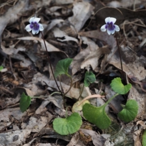 Viola hederacea at Cotter River, ACT - 4 Nov 2014