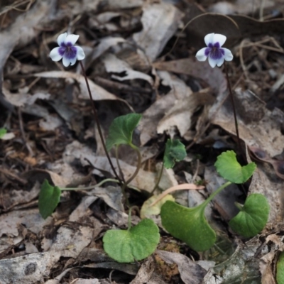 Viola hederacea (Ivy-leaved Violet) at Cotter River, ACT - 4 Nov 2014 by KenT