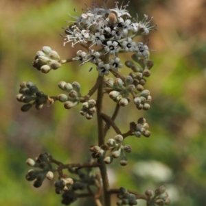 Astrotricha ledifolia at Cotter River, ACT - 4 Nov 2014