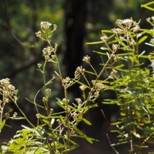 Astrotricha ledifolia at Cotter River, ACT - 4 Nov 2014