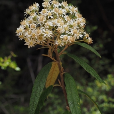 Olearia lirata (Snowy Daisybush) at Cotter River, ACT - 29 Oct 2014 by KenT