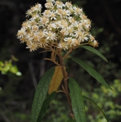 Olearia lirata (Snowy Daisybush) at Cotter River, ACT - 28 Oct 2014 by KenT