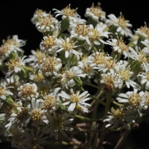 Olearia lirata at Cotter River, ACT - 29 Oct 2014