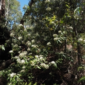 Olearia lirata at Cotter River, ACT - 29 Oct 2014 10:51 AM