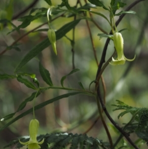 Billardiera mutabilis at Cotter River, ACT - 4 Nov 2014