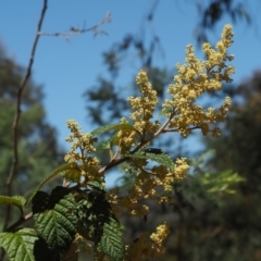 Pomaderris aspera (Hazel Pomaderris) at Lower Cotter Catchment - 29 Oct 2014 by KenT