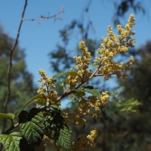 Pomaderris aspera at Cotter River, ACT - 29 Oct 2014 11:04 AM