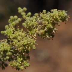 Pomaderris aspera at Cotter River, ACT - 29 Oct 2014