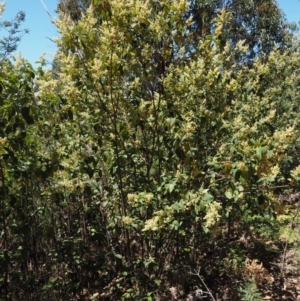 Pomaderris aspera at Cotter River, ACT - 29 Oct 2014 11:04 AM