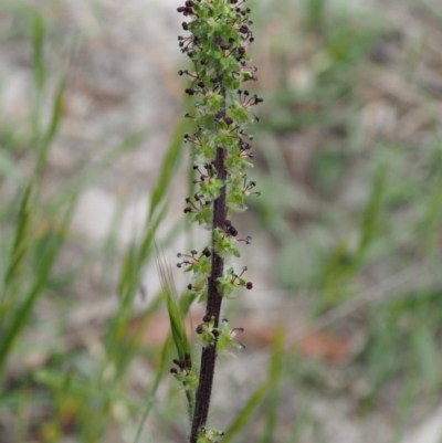 Acaena x ovina (Sheep's Burr) at Paddys River, ACT - 12 Nov 2014 by KenT