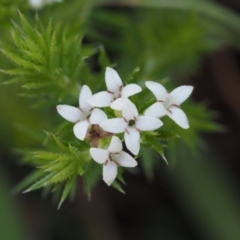 Asperula scoparia (Prickly Woodruff) at Cotter River, ACT - 7 Nov 2014 by KenT