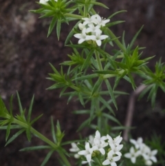 Asperula scoparia at Cotter River, ACT - 7 Nov 2014 09:20 AM