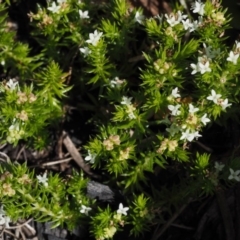 Asperula scoparia at Cotter River, ACT - 7 Nov 2014