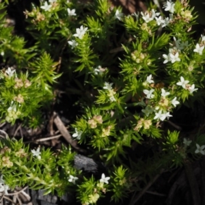 Asperula scoparia at Cotter River, ACT - 7 Nov 2014