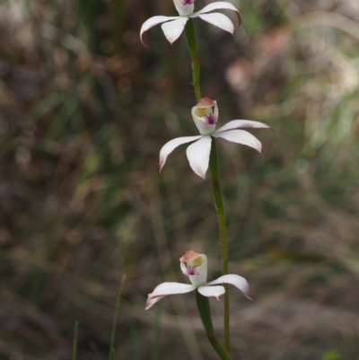 Caladenia moschata (Musky Caps) at Namadgi National Park - 12 Nov 2014 by KenT