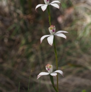 Caladenia moschata at Paddys River, ACT - 12 Nov 2014