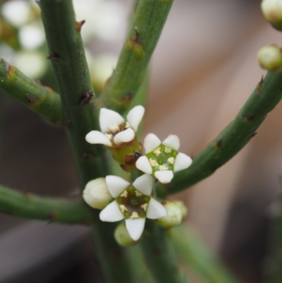 Choretrum pauciflorum (Dwarf Sour Bush) at Namadgi National Park - 12 Nov 2014 by KenT