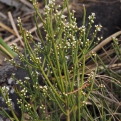 Choretrum pauciflorum at Paddys River, ACT - 12 Nov 2014 09:56 AM