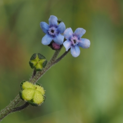 Cynoglossum australe (Australian Forget-me-not) at Paddys River, ACT - 23 Apr 2015 by KenT