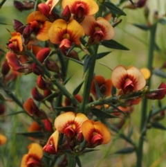 Daviesia ulicifolia subsp. ulicifolia (Gorse Bitter-pea) at Cotter River, ACT - 7 Nov 2014 by KenT