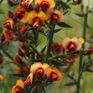 Daviesia ulicifolia subsp. ulicifolia at Cotter River, ACT - 7 Nov 2014