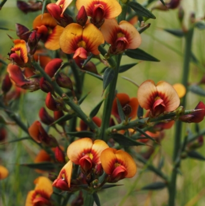 Daviesia ulicifolia subsp. ulicifolia (Gorse Bitter-pea) at Namadgi National Park - 7 Nov 2014 by KenT