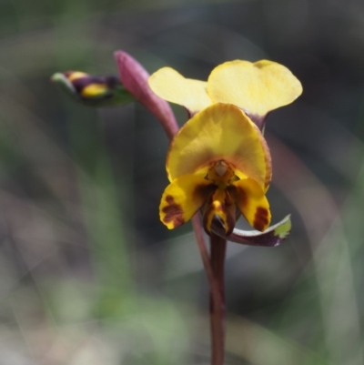 Diuris semilunulata (Late Leopard Orchid) at Paddys River, ACT - 11 Nov 2014 by KenT