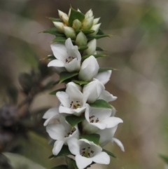 Epacris breviflora (Drumstick Heath) at Namadgi National Park - 7 Nov 2014 by KenT