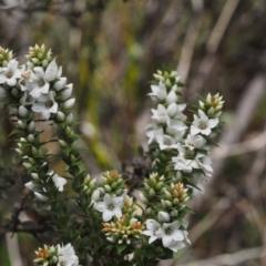 Epacris breviflora at Paddys River, ACT - 7 Nov 2014
