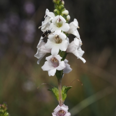 Euphrasia collina subsp. paludosa at Cotter River, ACT - 7 Nov 2014 by KenT