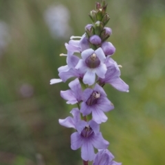 Euphrasia collina subsp. paludosa at Cotter River, ACT - 7 Nov 2014 10:25 AM