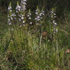 Euphrasia collina subsp. paludosa at Cotter River, ACT - 7 Nov 2014 10:25 AM