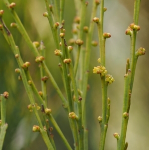 Exocarpos strictus at Paddys River, ACT - 7 Nov 2014