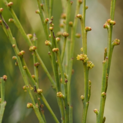 Exocarpos strictus (Dwarf Cherry) at Namadgi National Park - 7 Nov 2014 by KenT