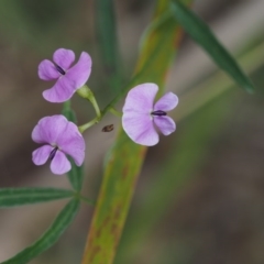 Glycine clandestina (Twining Glycine) at Paddys River, ACT - 12 Nov 2014 by KenT