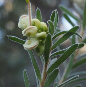 Grevillea lanigera at Paddys River, ACT - 7 May 2015 07:50 AM