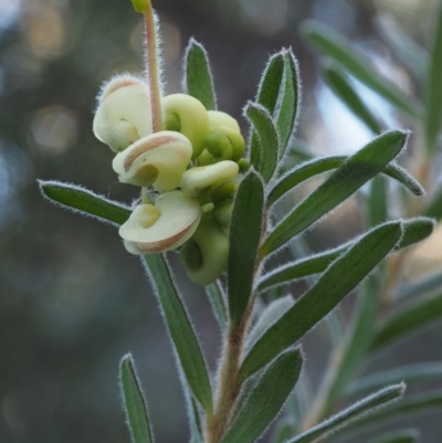 Grevillea lanigera (Woolly Grevillea) at Paddys River, ACT - 6 May 2015 by KenT