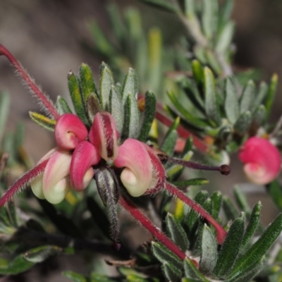 Grevillea lanigera (Woolly Grevillea) at Cotter River, ACT - 6 Nov 2014 by KenT