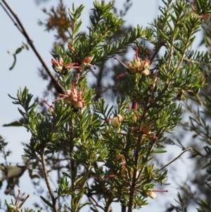 Grevillea lanigera at Cotter River, ACT - 7 Nov 2014