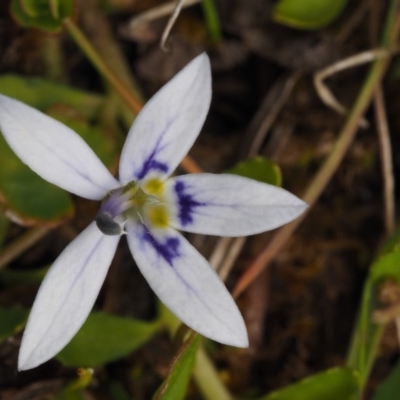 Isotoma fluviatilis subsp. australis (Swamp Isotome) at Namadgi National Park - 7 Nov 2014 by KenT