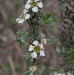 Leptospermum lanigerum (Woolly Teatree) at Paddys River, ACT - 12 Nov 2014 by KenT
