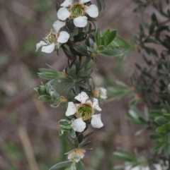 Leptospermum lanigerum (Woolly Teatree) at Gibraltar Pines - 11 Nov 2014 by KenT