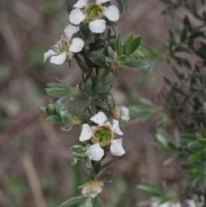 Leptospermum lanigerum at Paddys River, ACT - 12 Nov 2014 07:19 AM