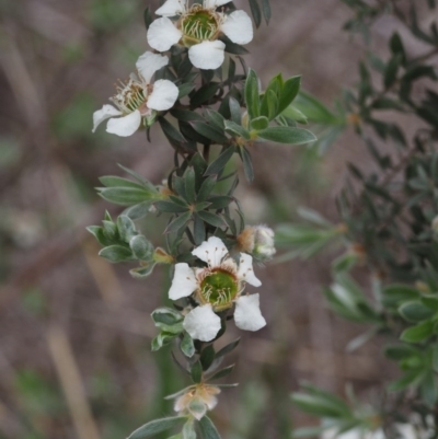 Leptospermum lanigerum (Woolly Teatree) at Paddys River, ACT - 12 Nov 2014 by KenT