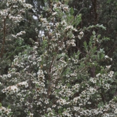 Leptospermum lanigerum at Paddys River, ACT - 12 Nov 2014